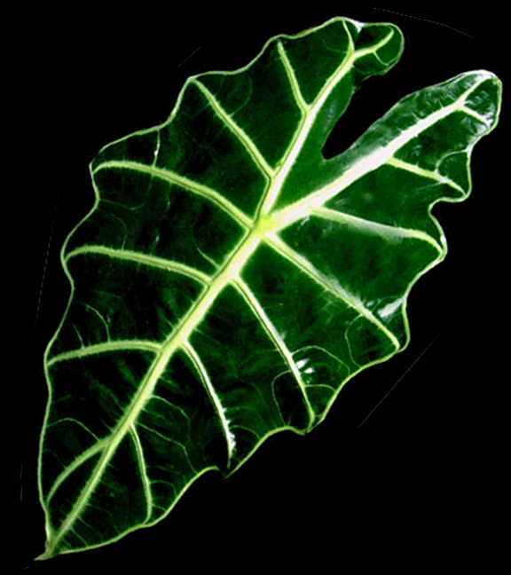 Alocasia Amazonica